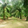 Palmöl Plantage Ölpalme Malaysia