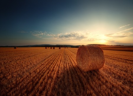Landwirtschaft5 Landwirtschaft5
