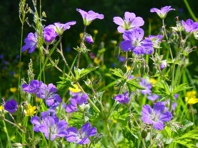 Wildkräuter für Biogasanlagen Bild eines Wildkrauts das als Energiepflanze geeignet ist