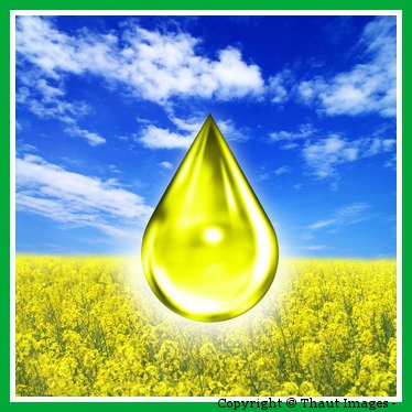 Biodiesel Bild