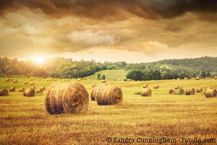 Foto Stroh für Bioethanol der 2 Generation