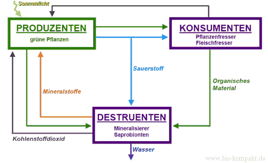 Darstellung Biomasse-Kreislauf Kohlenstoffkreislauf mit Produzenten Konsumenten Destruenten