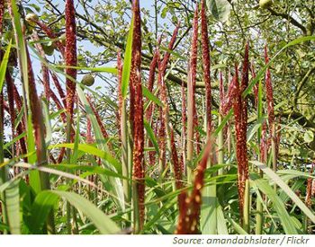 Chinaschilf ausdauernd Perennial Vorteile für Bioenergie 