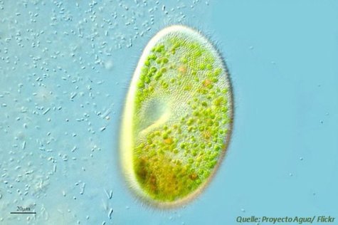 Mikroalge für Biokraftstoff Bioenergie Biosprit Biodiesel Algenfarm