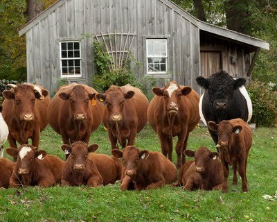 10 Rinder und Kühe