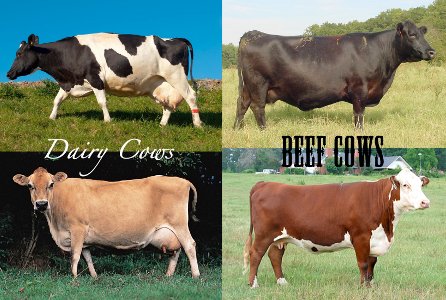 Unterschied zwischen Rind Rindern und Kuh Kühen