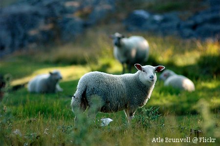 Foto von Schaf Lamm