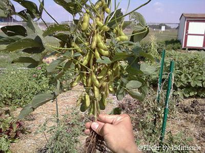 Soy plant for animal feed and biofuel Photo soybean plant