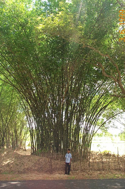 beema bamboo