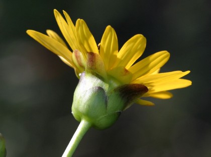 Silphium perfoliatum, Potential, Brandenburg, Energiepflanze, Alternative