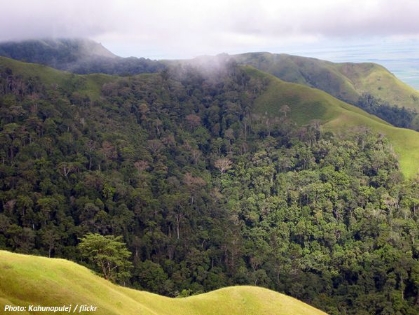 rainforest
