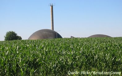 Maisanbau für Biogasanlage zur Biogas Biomethan Bioerdgas Produktion